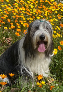 Pet Therapy with Emerald