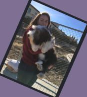 Dreamchaser Elegant Emerald-Bearded Collie